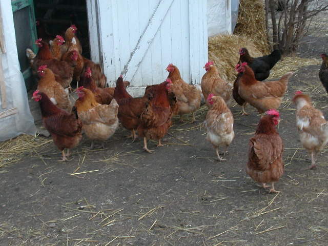 SH farm chickens