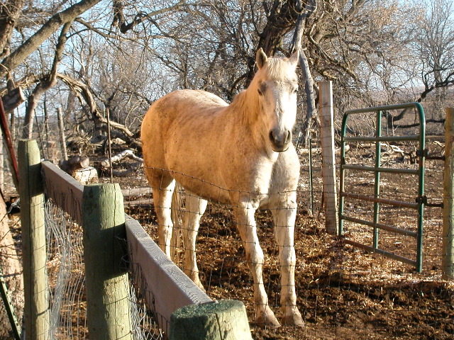 SH farm horse 2