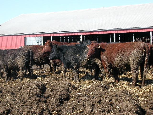 Graff cattle 2