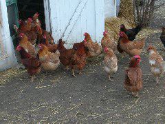 SH farm chickens
