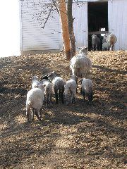 SH farm sheep 1