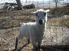SH farm lamb 1