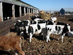 Hall farm cows 1
