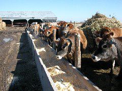 Hall farm cows 3