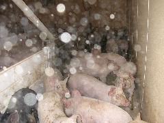 Graff farm pigs
